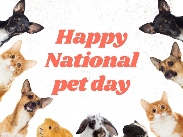 Dia Nacional dos Animais de Coração 1