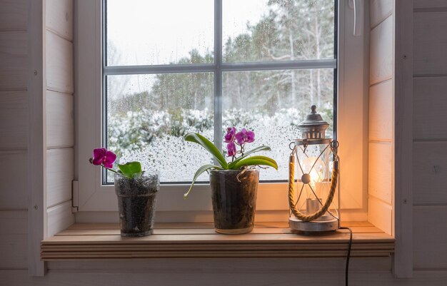 Día nevado de invierno y acogedora ventana con plantas de interior y orquídeas en flor