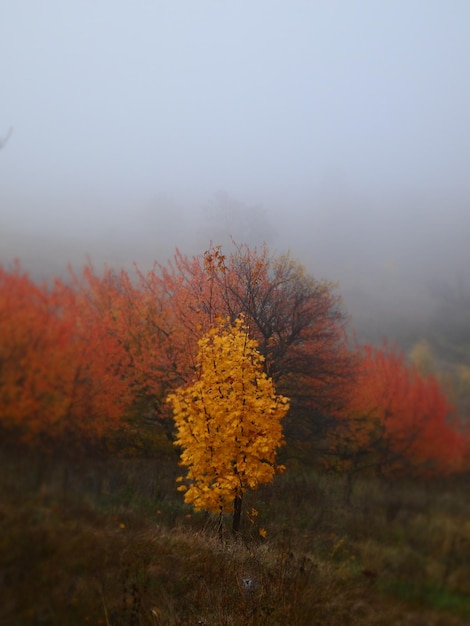 Día de niebla en el bosque de otoño Hermosos árboles de otoño amarillo rojo