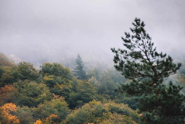 Día de niebla en el bosque de otoño
