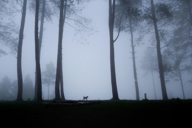 Un día de niebla en el bosque