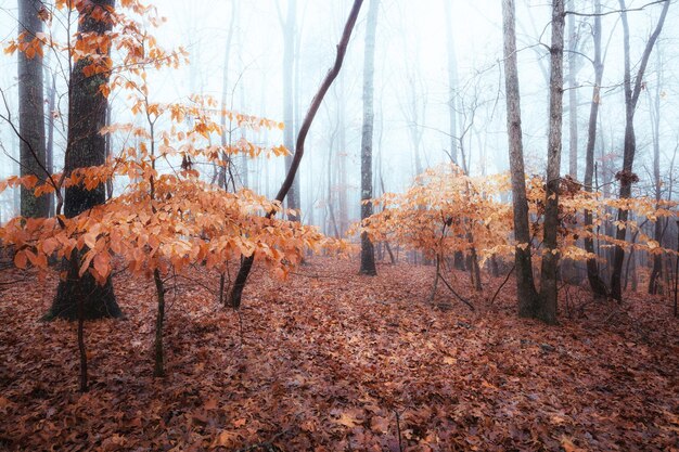 Foto día de niebla de otoño en el bosque