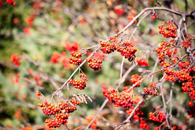 El día de otoño del árbol de Rowan