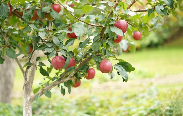 Día de otoño Jardín En el marco manzanas rojas maduras en un árbol manzanas rojas maduras manzanas listas para la cosecha en la plantación de manzanas