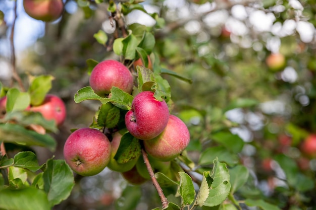 Día de otoño Jardín rural En el marco manzanas rojas maduras en un árbol malus Domestica gala en el jardín del bosque de permacultura Pequeñas frutas en los árboles verdes exuberantes fruta lista para cosechar manzanas