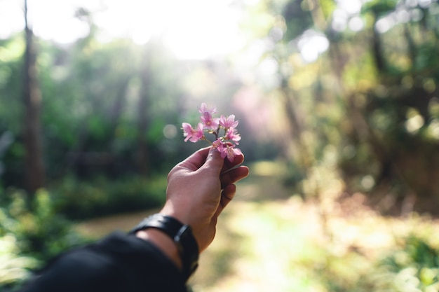 Día de primavera, flores rosas en la mano.