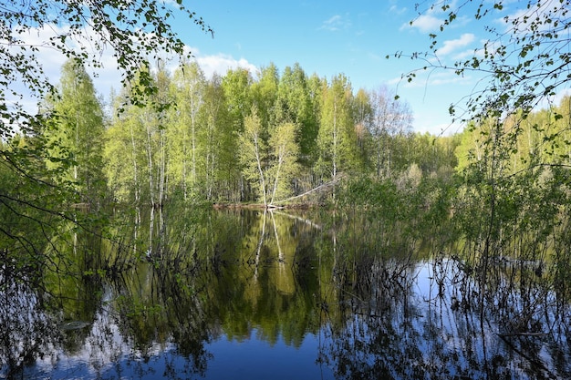 Día de primavera en un río forestal