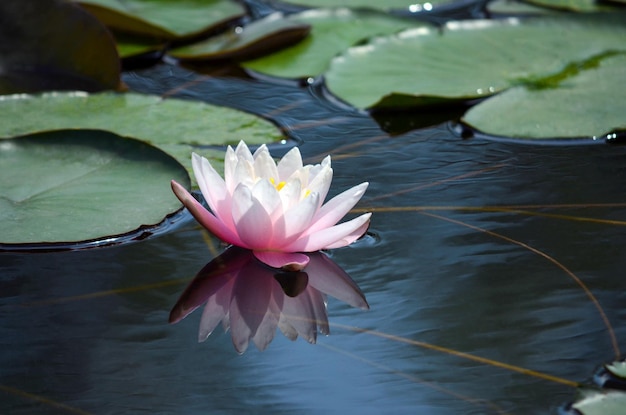 Dia quente de verão No lago entre as folhas verdes um lótus floresce Foto de alta qualidade