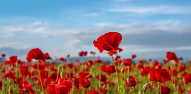 Día del recuerdo del campo de amapolas conmemorativo del día de anzac recordar para la memoria histórica de la guerra de anzac