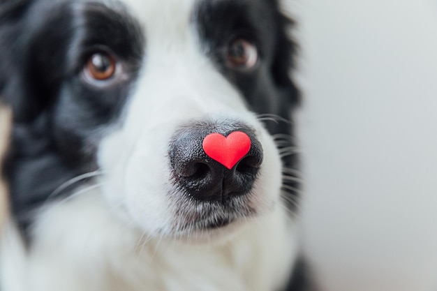 Foto día de san valentín concepto divertido retrato lindo cachorro de perro border collie sosteniendo corazón rojo en la nariz isol ...
