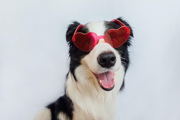 Día de san valentín concepto gracioso cachorro border collie en copas en forma de corazón rojo aislado en Pentecostés