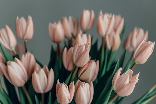 Día de san valentín o día de la madre flores de tulipán color albaricoque