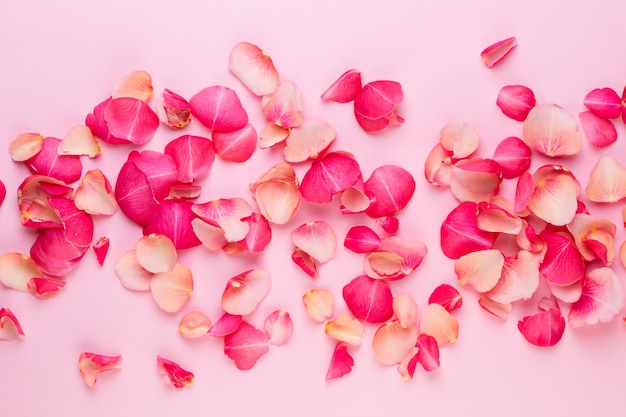 Foto día de san valentín. pétalos de flores color de rosa sobre fondo blanco. fondo del día de san valentín. endecha plana, vista superior, espacio de copia.