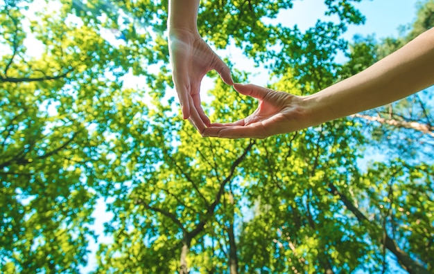 Día soleado árboles y cielo manos corazón