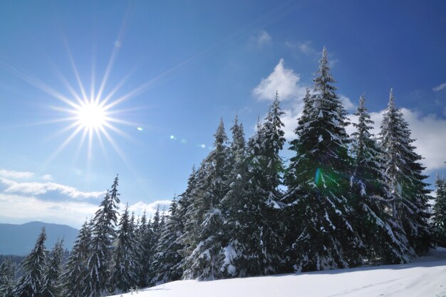 Día soleado en el bosque de coníferas de invierno