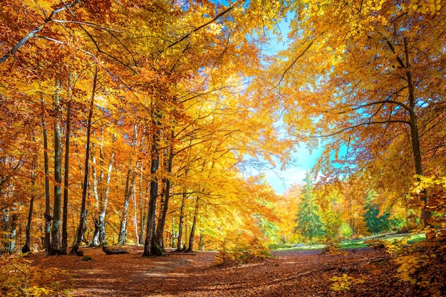 Día soleado en el bosque otoñal árboles de naranja amarillo Paisaje real de otoño