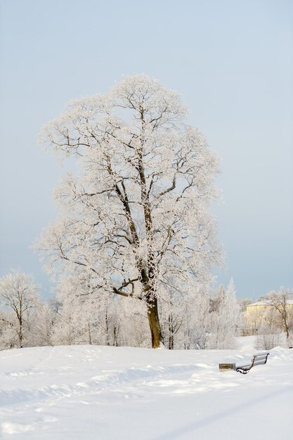 Día soleado de invierno en el parque y árboles en la nieve primer plano Naturaleza invernal