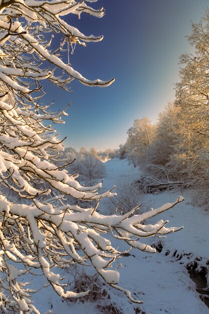 Día soleado de invierno. ramas nevadas. fondo de la naturaleza