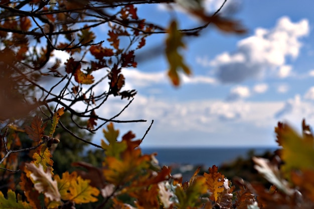 Día soleado de otoño fuera de la ventana con hojas de roble secas vista del horizonte donde la superficie del mar abraza la esfera celestial enfoque selectivo fondo borroso