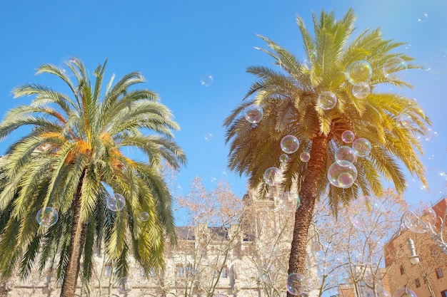 Día soleado con palmeras y pompas de jabón Fondo de naturaleza de palmeras