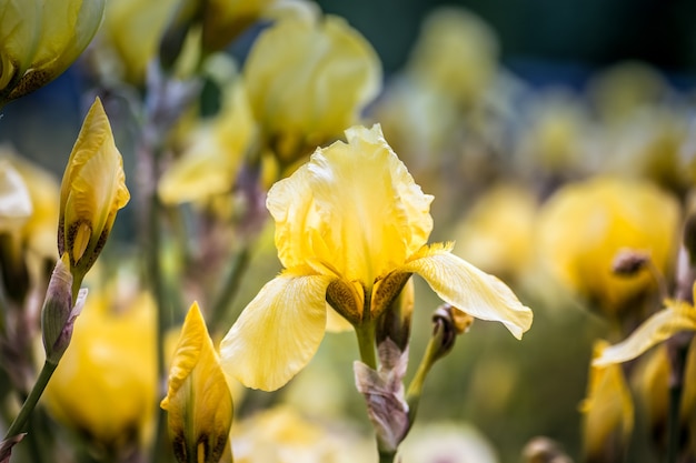 Un día soleado en un parque una flor de iris amarillo en un tallo delgado