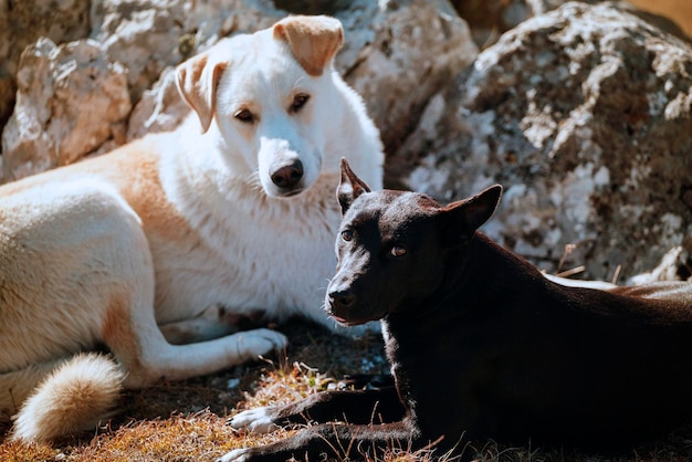 Día soleado de los perros