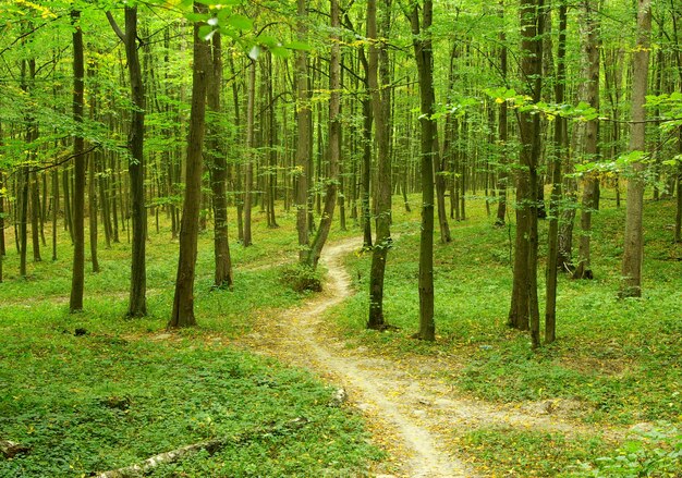 Día soleado de verano en bosque verde