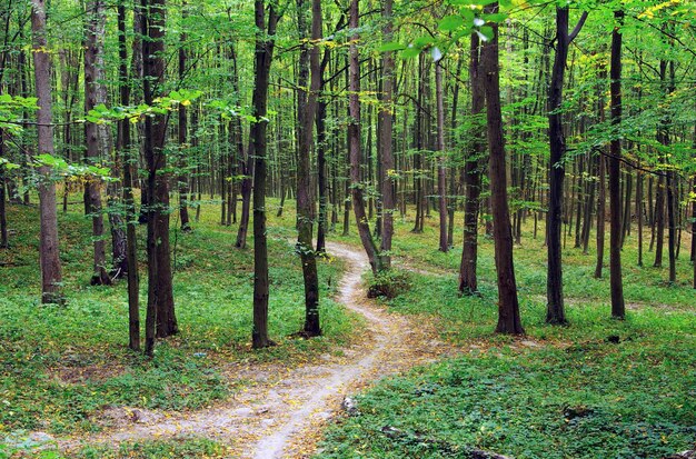 Día soleado de verano en bosque verde