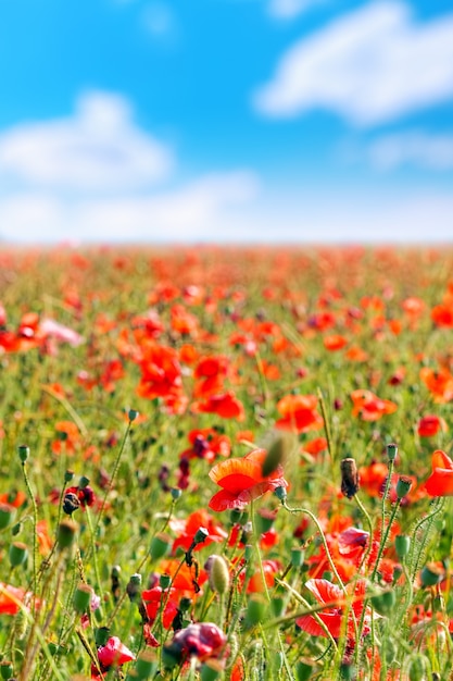 Día de verano en una pradera llena de amapolas en flor.