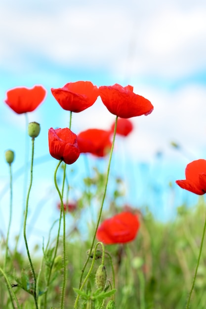 Día de verano en una pradera llena de amapolas en flor.