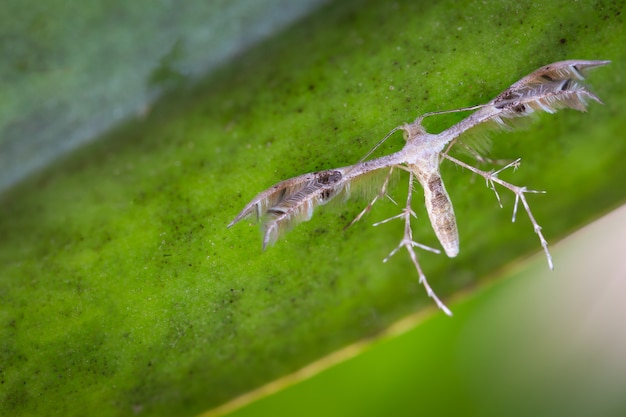 Diacrotricha fasciola ou traça de carambola na folha verde