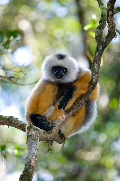 Diademed sifaka está sentado em um galho