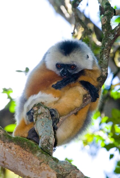 Diademed sifaka está sentado em um galho