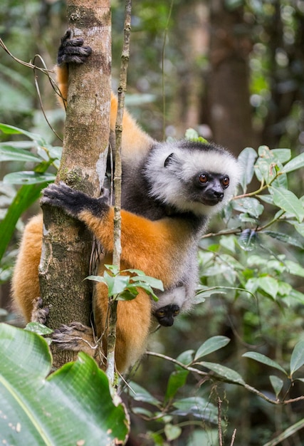 Diademed Sifaka mit einem Baby