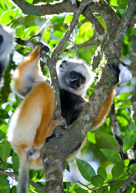 Diademed Sifaka sitzt auf einem Ast