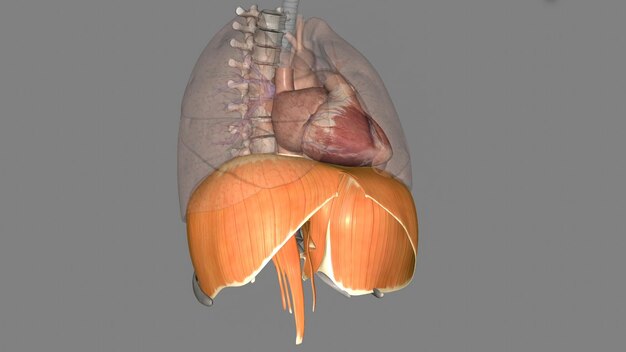 Foto el diafragma es un músculo que te ayuda a inhalar y exhalar
