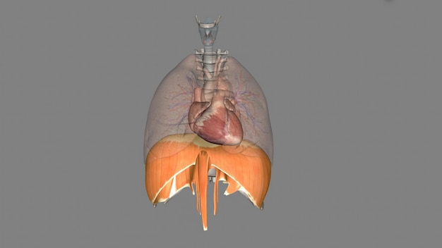 El diafragma es un músculo que te ayuda a inhalar y exhalar