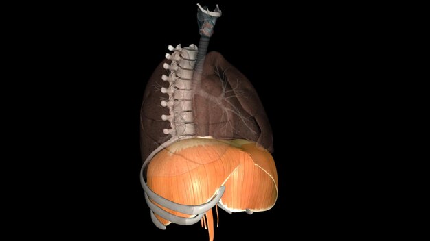 El diafragma es un músculo que te ayuda a inhalar y exhalar