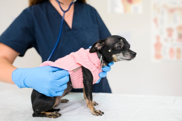 Diagnose und Behandlung von Tieren Tierarzt hört auf den Atem eines kleinen süßen Hundes in einer Bluse