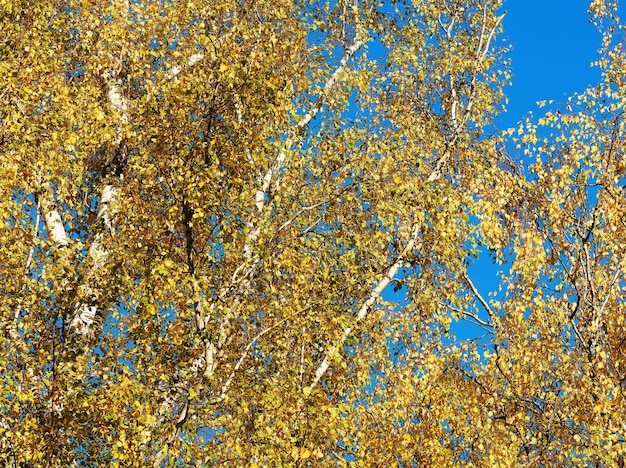 Diagonale Herbstbäume Natur Hintergrund