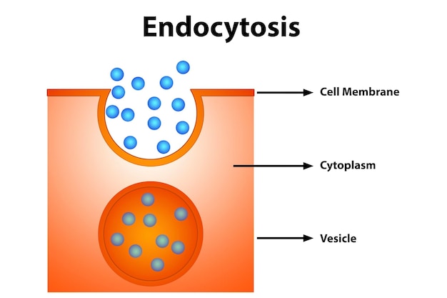 Foto diagrama de endocitose