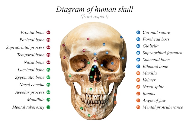 Diagrama do crânio humano