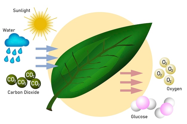 Foto diagrama de fotosíntesis para la educación en biología y ciencias biológicas.