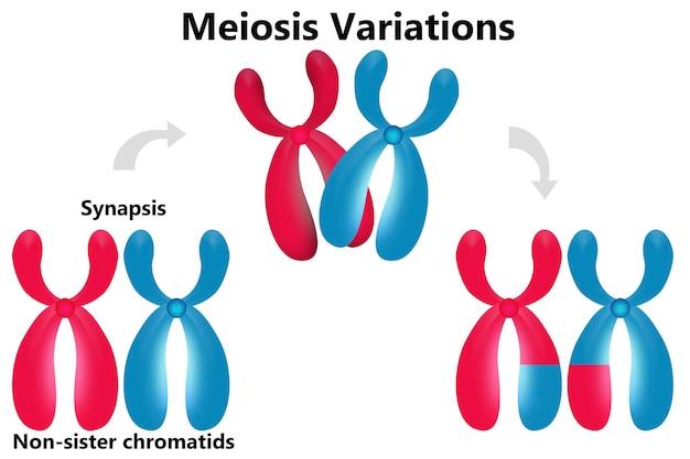 Foto diagramm der meiose-variationen und duplikation