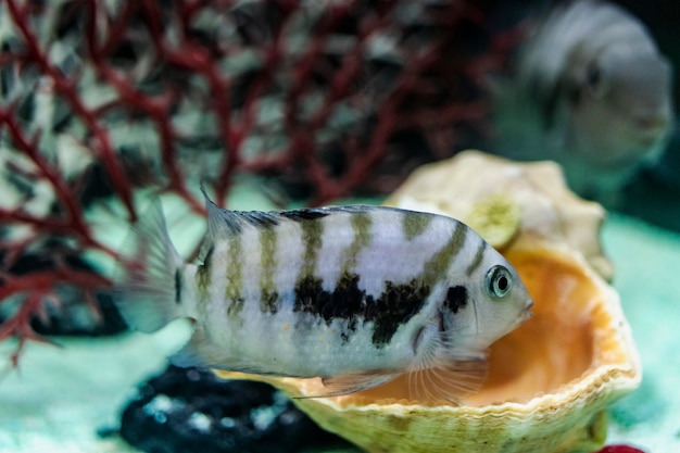 Diamond oder Pearl Cichlazoma, Herichthys Carpintis, gehalten in einem Heimaquarium. Nahansicht. Selektiver Fokus.