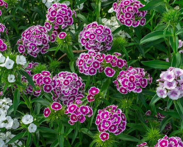 Dianthus barbatus Blume im Garten