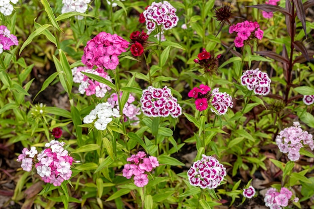 Dianthus barbatus - las dulces flores de William