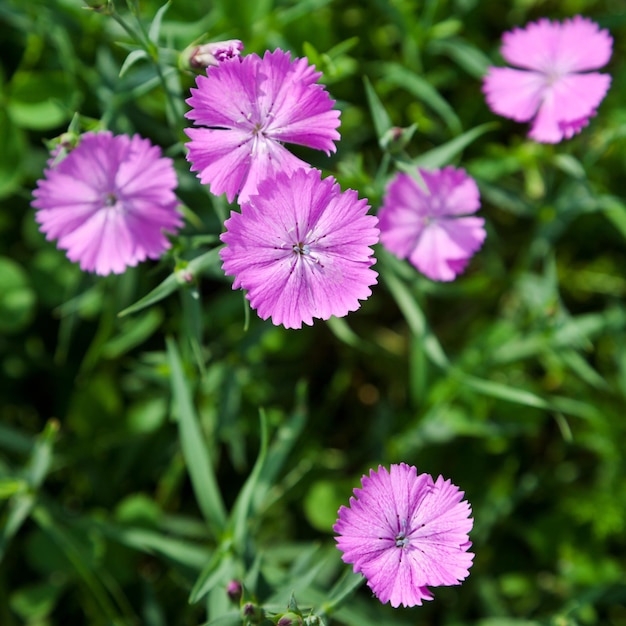 Dianthus Campestris-Blume