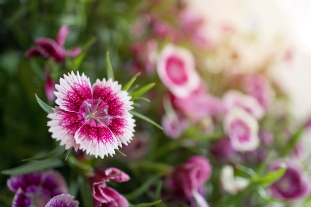 Dianthus flores no jardim