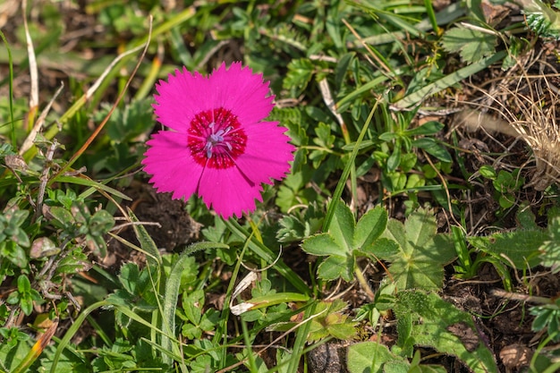 Dianthus giganteus flor en pradera